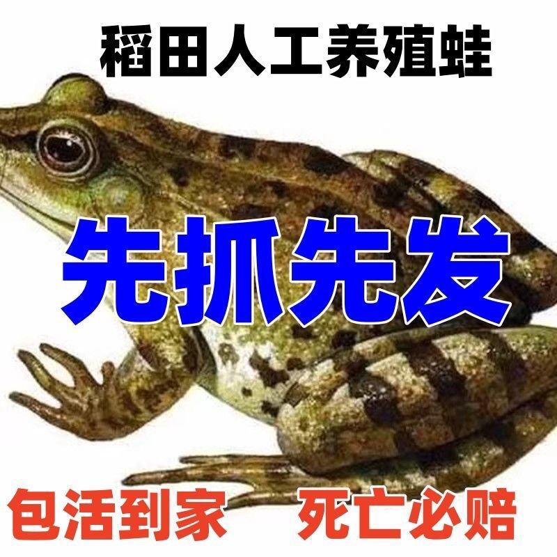 湖北稻田青蛙迷彩蛙规格齐全欢迎咨询