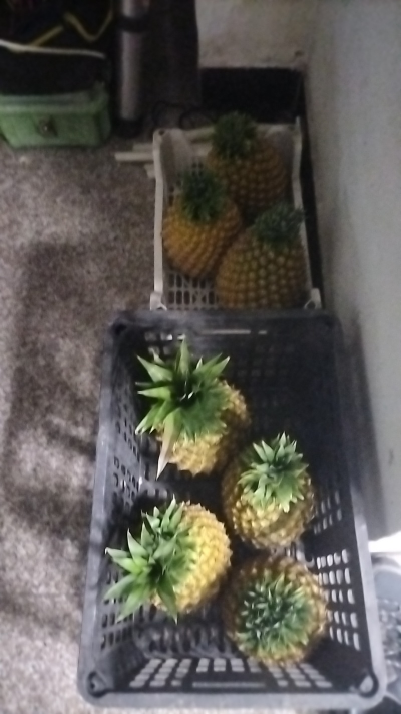 西瓜凤梨