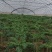 羽衣甘蓝进口种源主打翠绿甘甜大棚种植源头基地直发！