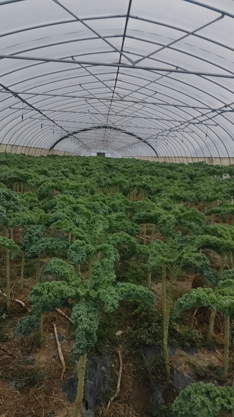 羽衣甘蓝进口种源主打翠绿甘甜大棚种植源头基地直发！