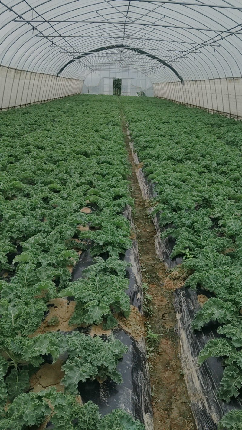 羽衣甘蓝进口种源主打翠绿甘甜大棚种植源头基地直发！