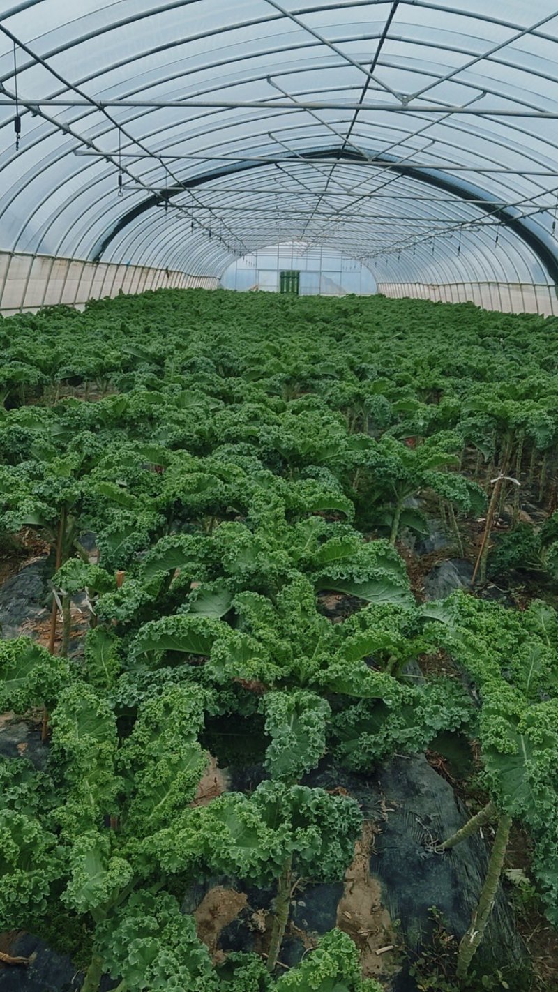 羽衣甘蓝进口种源主打翠绿甘甜大棚种植源头基地直发！