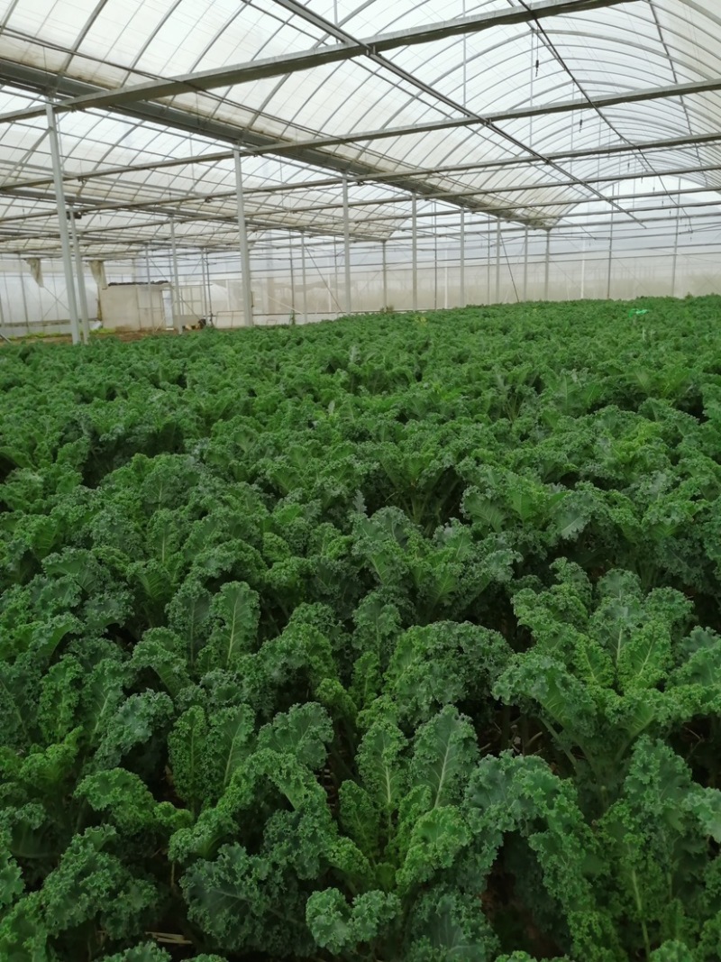 羽衣甘蓝进口种源主打翠绿甘甜大棚种植源头基地直发！