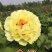 牡丹花苗，观赏牡丹，菏泽基地发货，重瓣花，保品种现要现挖