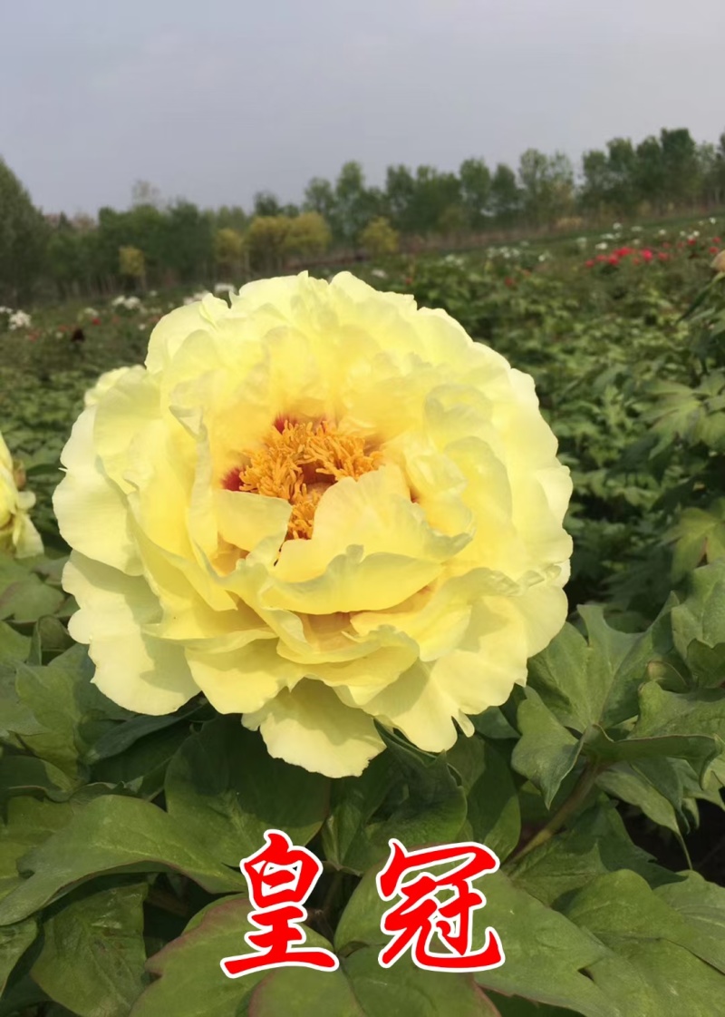 牡丹花苗，观赏牡丹，菏泽基地发货，重瓣花，保品种现要现挖
