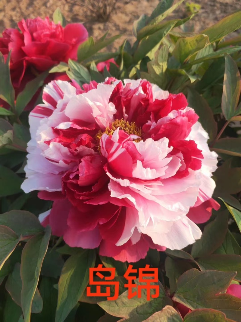 牡丹花苗，观赏牡丹，菏泽基地发货，重瓣花，保品种现要现挖