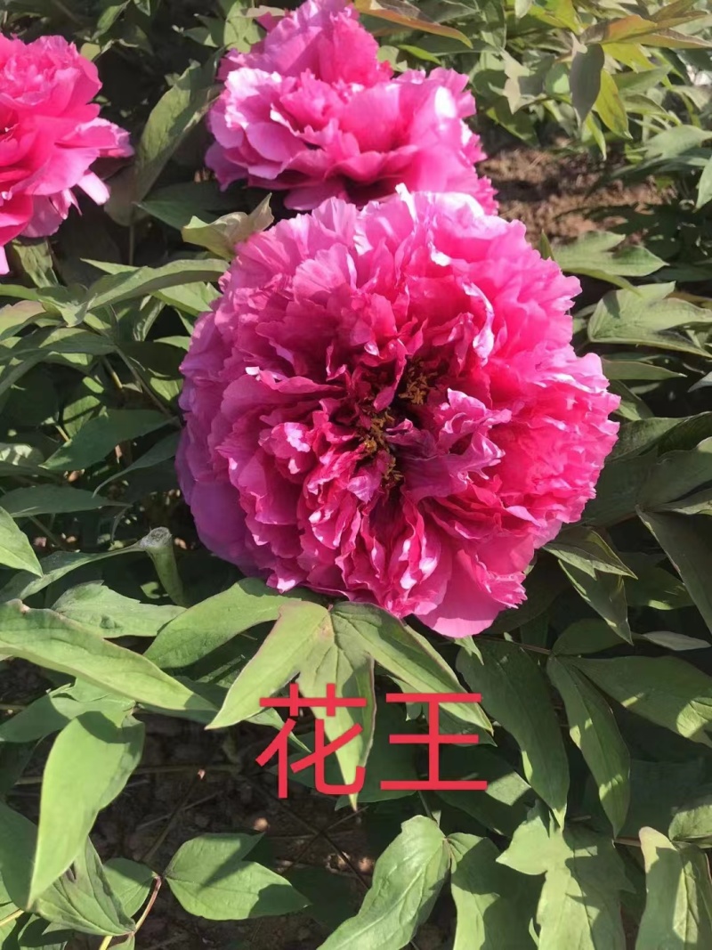 牡丹花苗，观赏牡丹，菏泽基地发货，重瓣花，保品种现要现挖