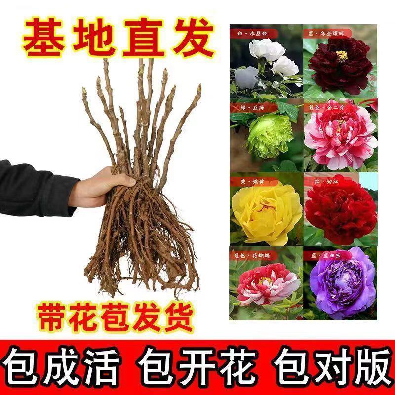 牡丹花苗，观赏牡丹，菏泽基地发货，重瓣花，保品种现要现挖