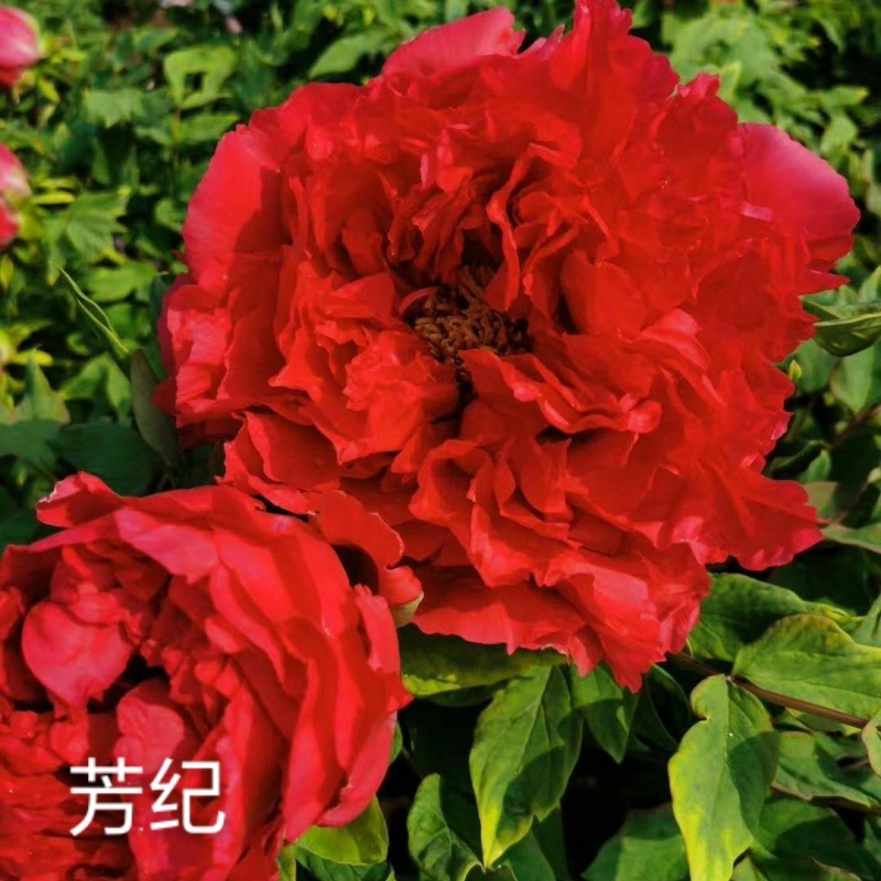 菏泽基地直发，观赏牡丹苗，牡丹苗，保品种保质量，现要现挖