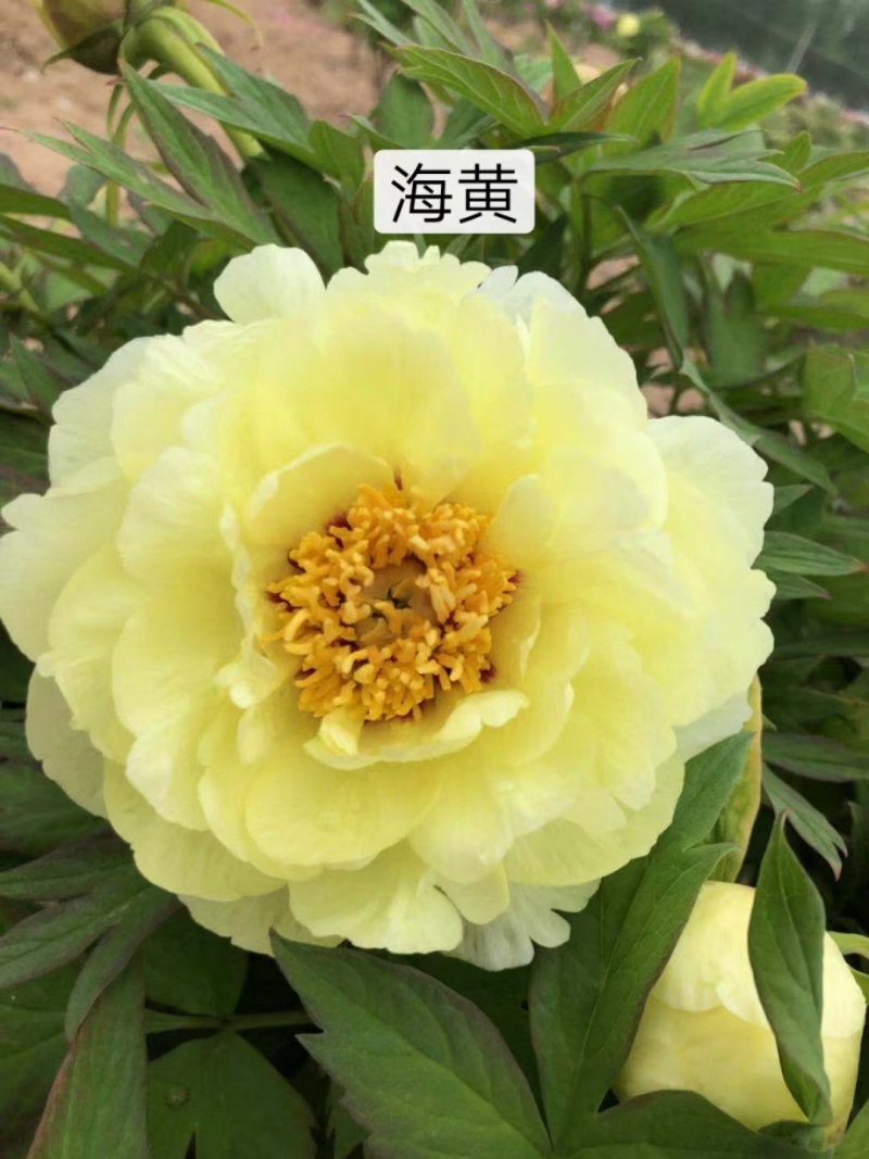 菏泽基地直发，观赏牡丹苗，牡丹苗，保品种保质量，现要现挖