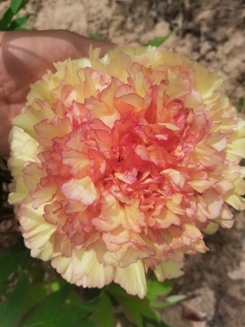菏泽基地直发，观赏牡丹苗，牡丹苗，保品种保质量，现要现挖