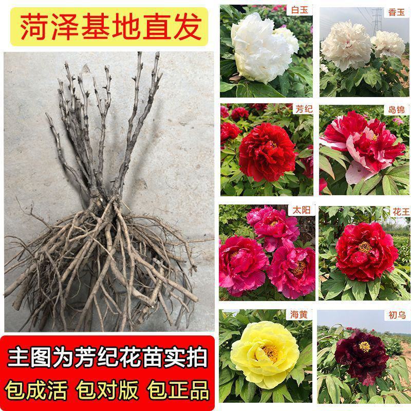 观赏牡丹苗，精品苗，基地直发，几十个品种保品种，保成活
