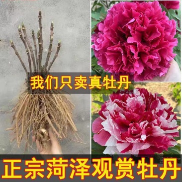 牡丹，观赏牡丹，多层花，保成活，保品种，现要现挖