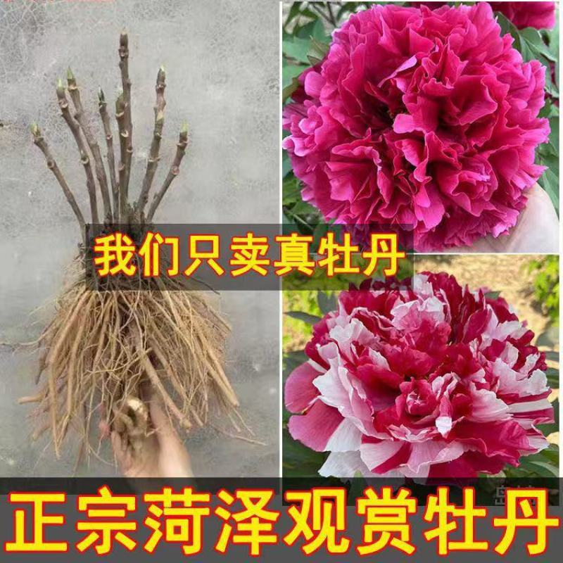 牡丹，观赏牡丹，多层花，保成活，保品种，现要现挖