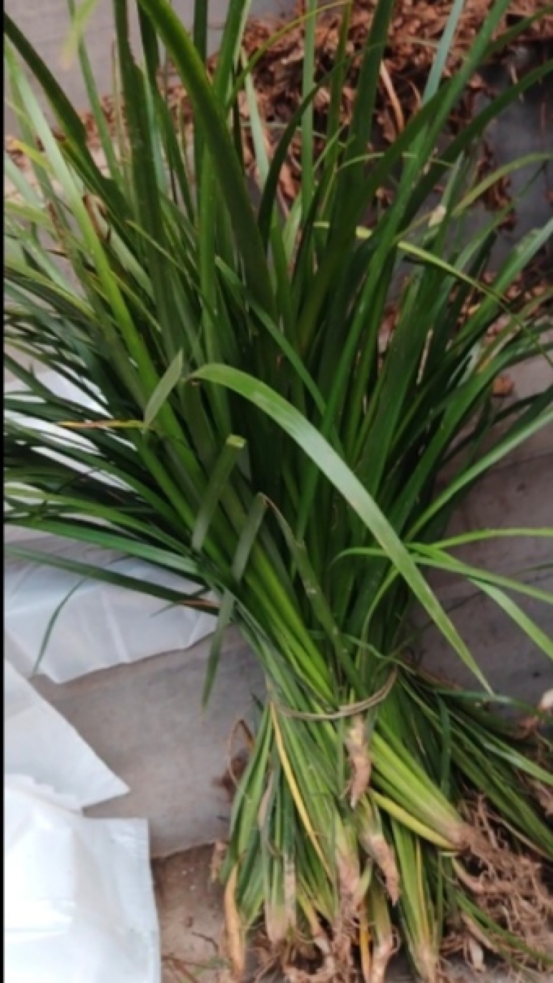 【红根】野生药用石菖蒲种苗小石菖蒲苗大宽叶石菖蒲货源稳定