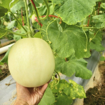 海南玉菇甜瓜冰激淋甜瓜，晓蜜25哈密瓜商超供应社区团购