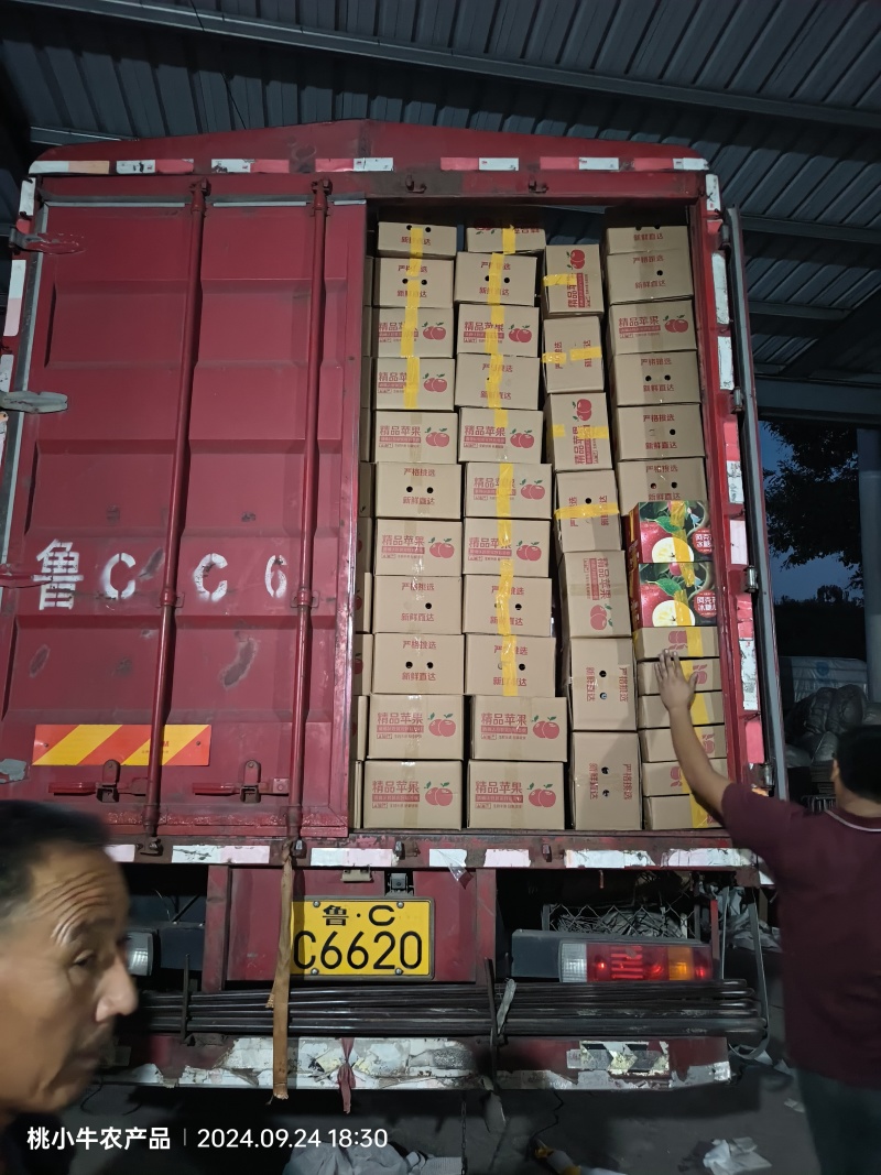 山东红富士苹果，产地直供，一件代发，商超供货，可开票