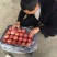 红富士批发,纸加膜红富士苹果,水晶红富士苹果代购代销