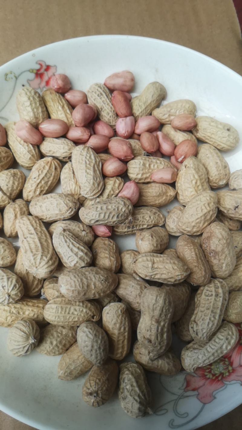 新鲜湿花生带壳正阳花生电商一件代发批发市场