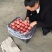 红富士，水晶红富士，陕西红富士苹果批发，纸加膜红富士苹果