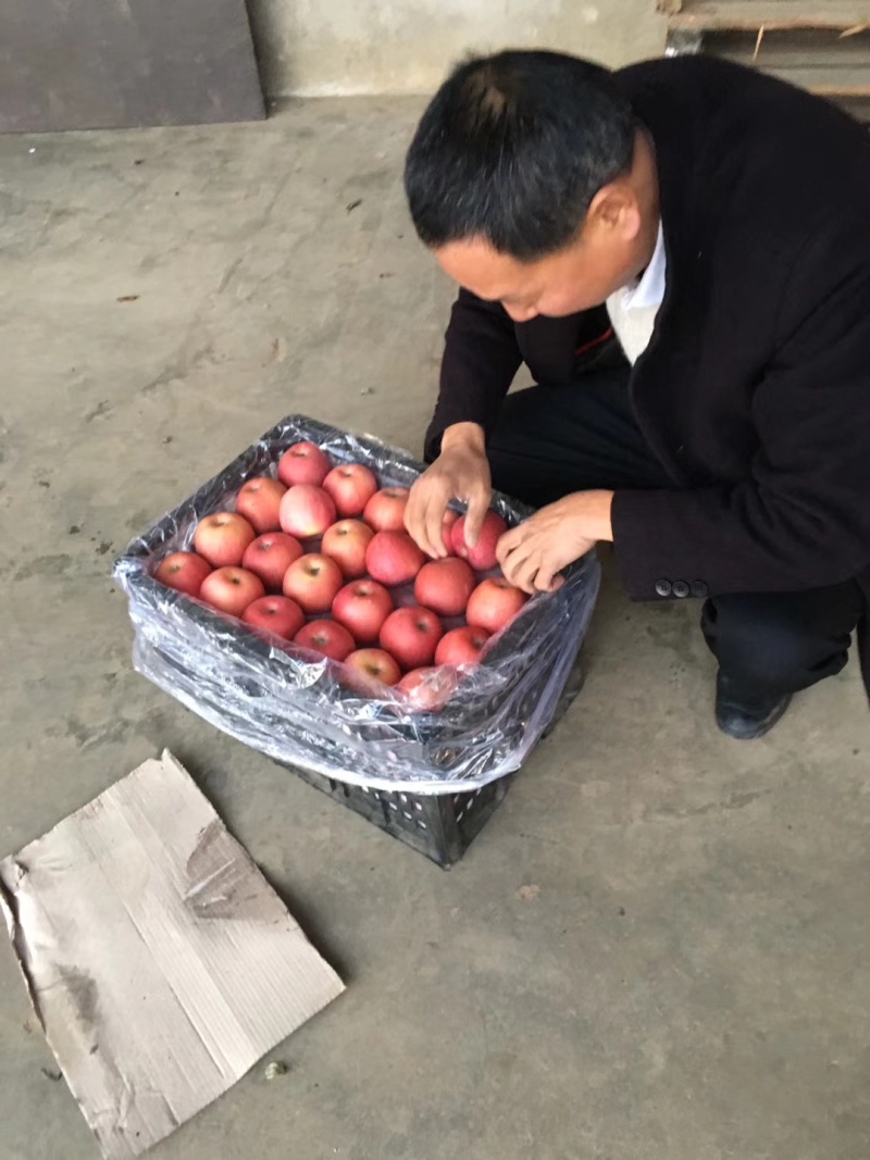 红富士，水晶红富士，陕西红富士苹果批发，纸加膜红富士苹果