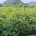 野生小叶千斤拔药材干货一手货源量少手快就有