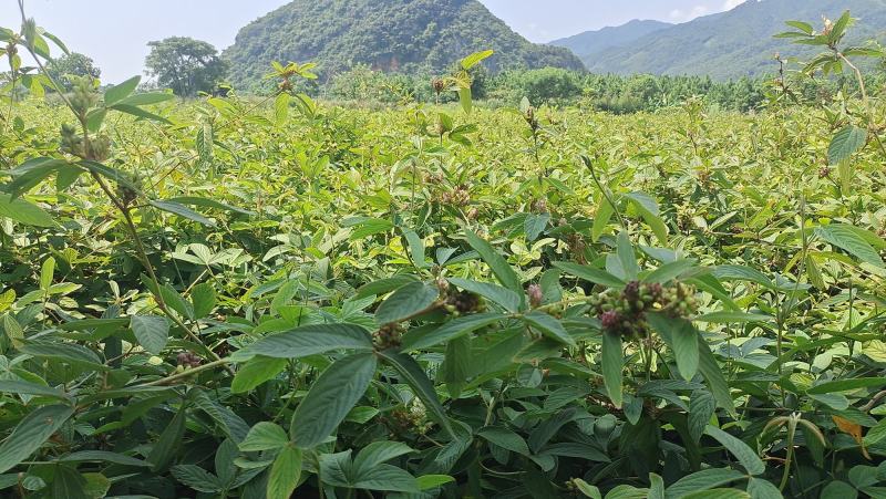 野生小叶千斤拔药材干货一手货源量少手快就有