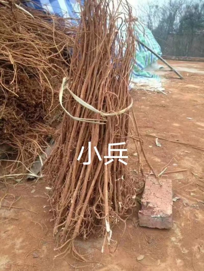 小叶千斤拔药材产地一手货源大量供应