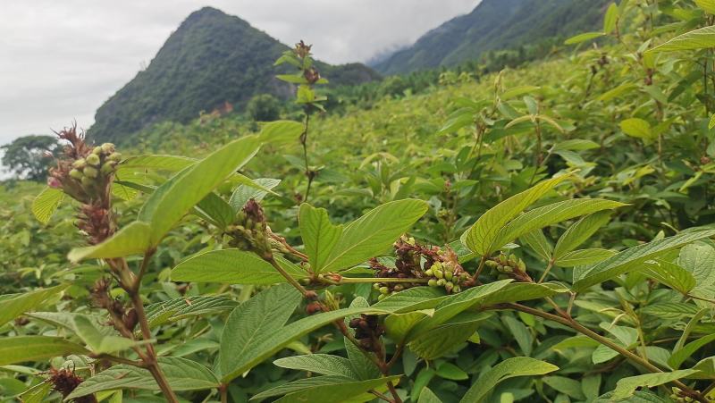 小叶千斤拔药材产地一手货源大量供应