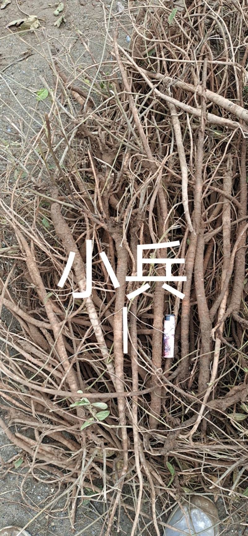 小叶千斤拔药材产地一手货源大量供应