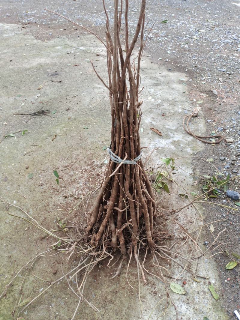 小叶千斤拔药材产地一手货源大量供应