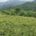 小叶千斤拔药材产地一手货源大量供应