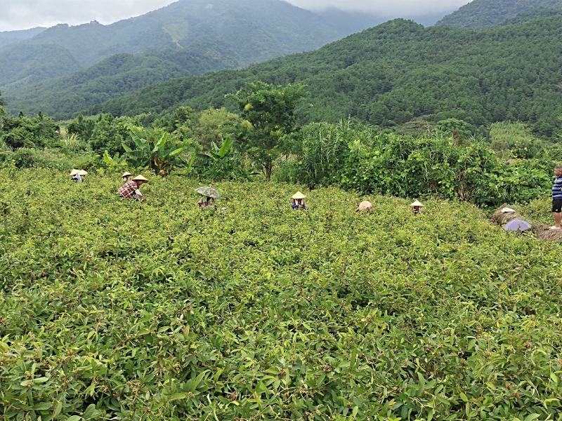 小叶千斤拔药材产地一手货源大量供应