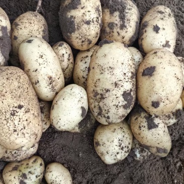 张北库存土豆量大价格便宜
