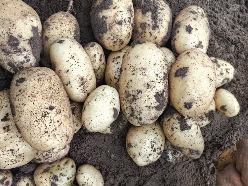 张北库存土豆量大价格便宜