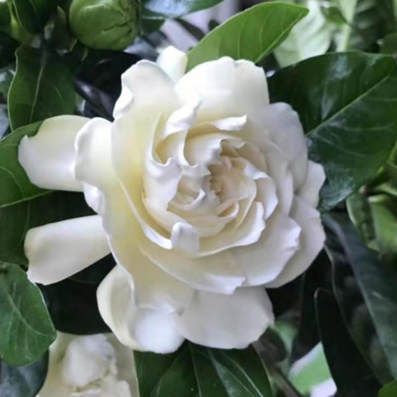 栀子花苗【牡丹栀子，重瓣大花，花很香】折花卖的栀子花品种
