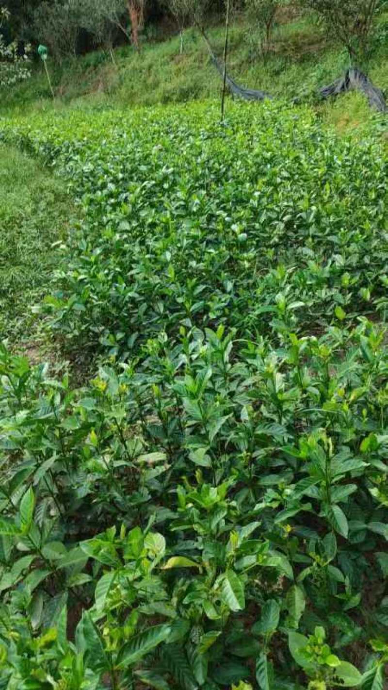 栀子花苗【牡丹栀子，重瓣大花，花很香】折花卖的栀子花品种