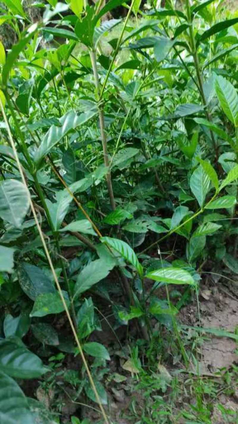 栀子花苗【牡丹栀子，重瓣大花，花很香】折花卖的栀子花品种