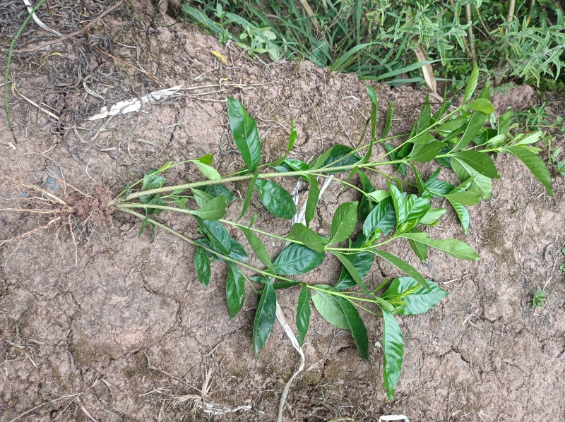 栀子花苗【牡丹栀子，重瓣大花，花很香】折花卖的栀子花品种
