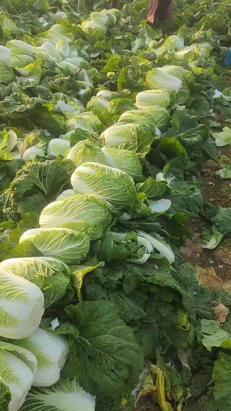黄心白菜，大黄心，小黄心可以按客户要求加工各种规格包装，