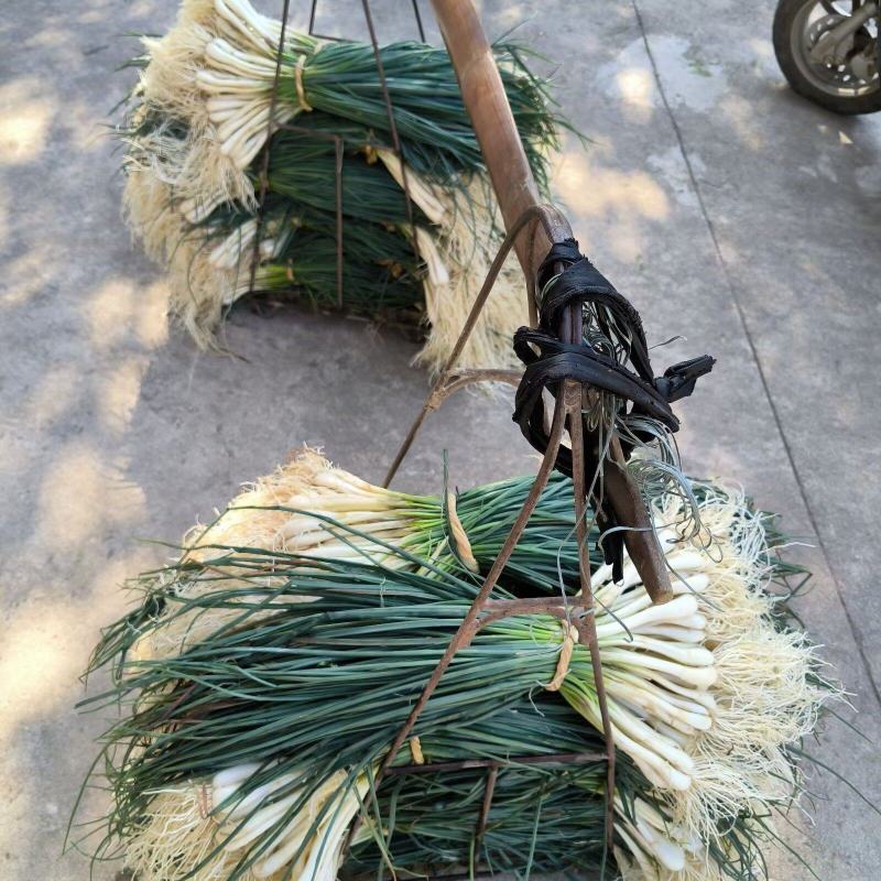精品早荞苗，荞苗
