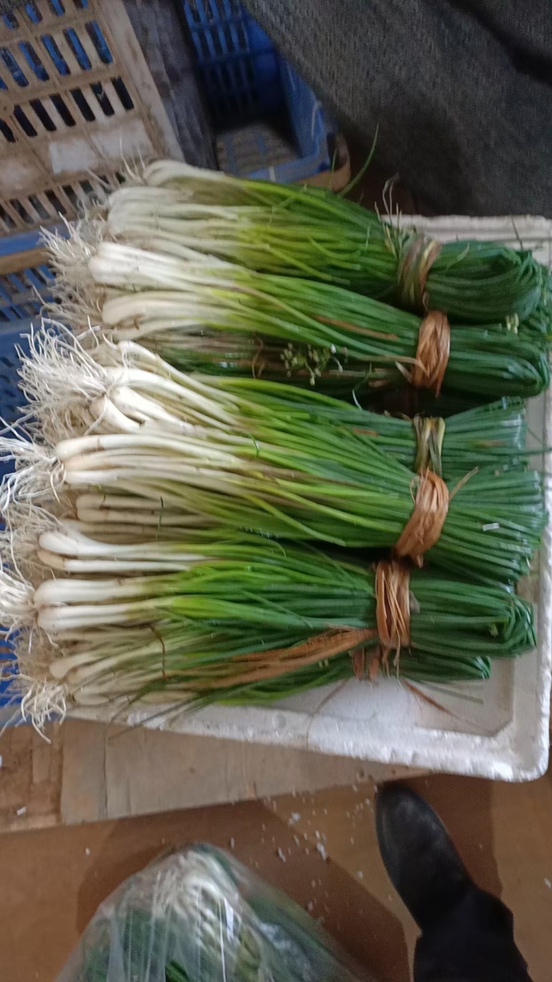 精品早荞苗，荞苗
