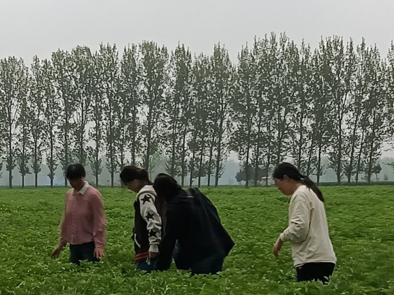 河南南阳艾端午节艾苗大量供应全过程技术指导