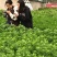 河南南阳艾端午节艾苗大量供应全过程技术指导
