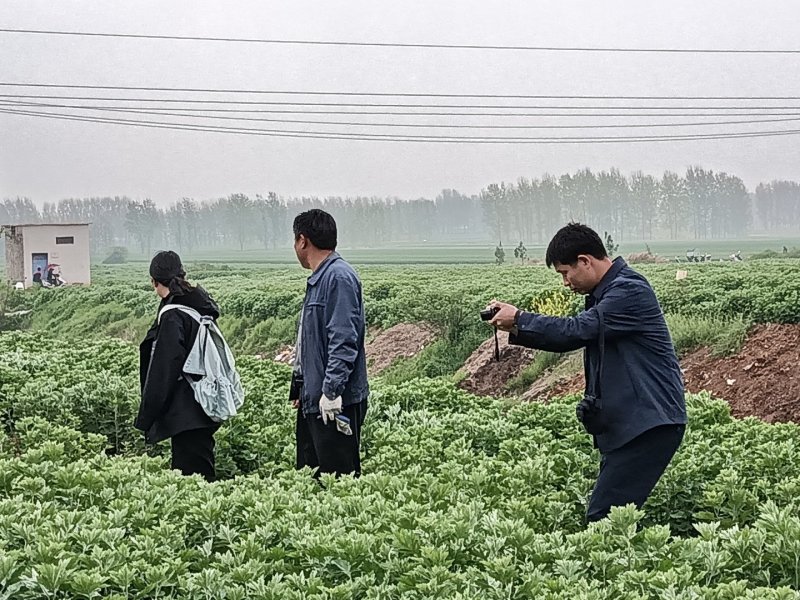 河南南阳艾端午节艾苗大量供应全过程技术指导