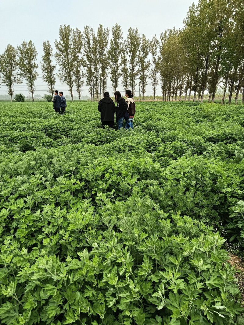 河南南阳艾端午节艾苗大量供应全过程技术指导