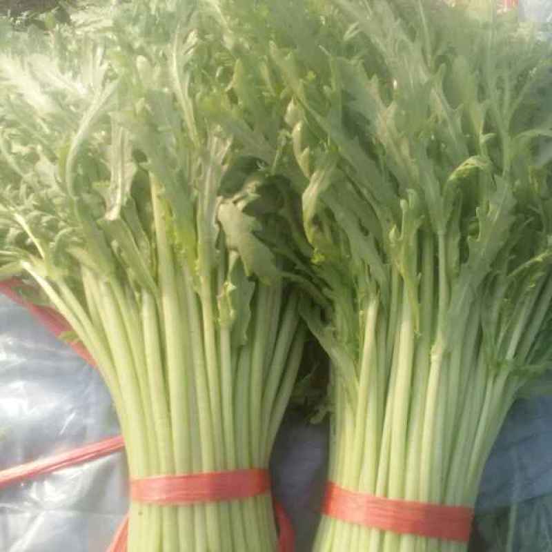 茼蒿25~30cm潍坊蒿子秆供应商超各大平台