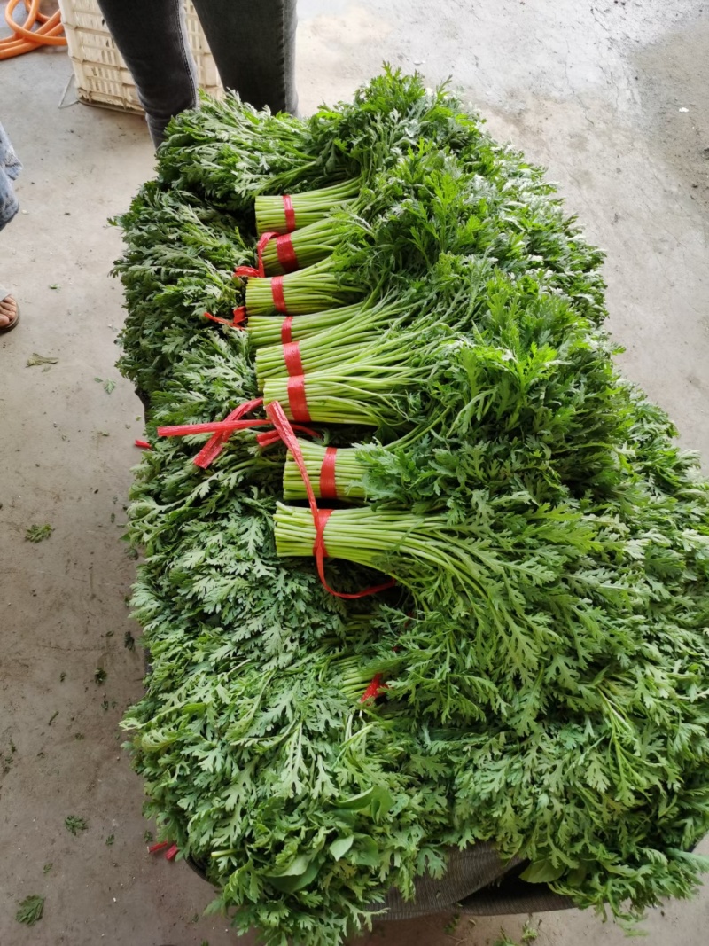 茼蒿25~30cm潍坊蒿子秆供应商超各大平台