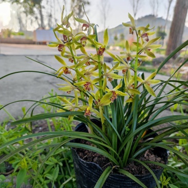 批发随州下坡兰花草苗春兰蕙兰地栽种苗脱盆熟草绿植花卉盆景