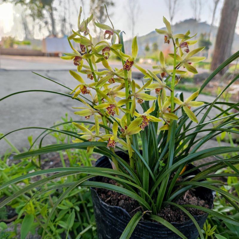 批发随州下坡兰花草苗春兰蕙兰地栽种苗脱盆熟草绿植花卉盆景